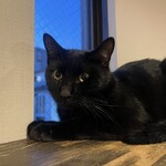 保護猫カフェ ねこかつ 大宮日進店 - 