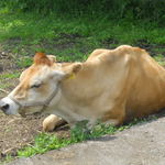 手打ちそば　つち也 -  富士ミルクランド