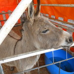 手打ちそば　つち也 -  富士ミルクランド