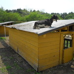 手打ちそば　つち也 -  富士ミルクランド