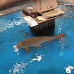 綿半 - 水槽にコイ