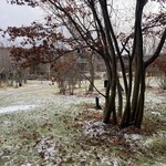 日本料理 新樹 - 