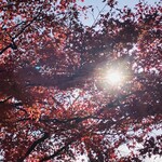 酒粕うどん たぐち - 日差しに紅葉が透けて美しいです✨️✨️✨️