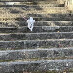 酒粕うどん たぐち - まるも大喜びで石の階段を昇り降り……(≧▽≦)(笑)✨️