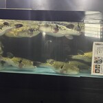 ふぐ専門店　鉄砲 - 