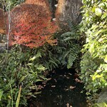 邸宅レストラン　雅俗山荘 - お庭の池には鯉が居ました