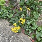 邸宅レストラン　雅俗山荘 - 黄色いお花が咲いていました