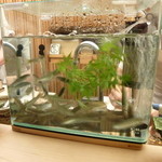 懐石料理 桝田 -  鮎の水槽