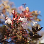 NIBOSHI MANIA - かまたえんの柵の花