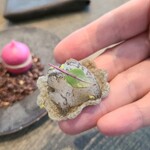 レヴォ - ①炙り白蝦(富山県富山湾産)、自家製白蝦煎餅敷き