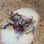 レヴォ - ⑩障泥烏賊新子(富山県富山湾産)、真菰竹(富山県氷見産)、貝の泡に微かに障泥烏賊の墨を加えたソース添え