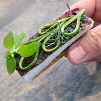 レヴォ - ⑧炭火焼き太刀魚(富山県富山湾産)、千切り加賀太胡瓜、パリパリのフィユタージュ(折り込みパイ生地)、細工加賀太胡瓜&ハーブ載せ