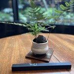 祇園ろか - 楚々とした盆栽が美しい