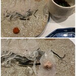 旬菜 おぐら家 - 河豚。お造りででたカワハギの肝を載せました