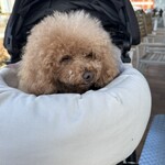 RHC CAFE - ちょっと眠そう？ｗｗｗ