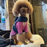 アガリコ 新宿 オリエンタルビストロ - この日のシェリ