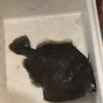 魚がし どまん中 - 