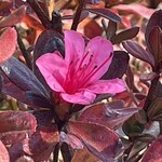 レイドバックバーガー - いちょうの丘公園でツツジの狂い咲きの様子をチェック。何ヶ所かで咲いていた^_^