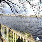 パーク ラホーリー レストラン - 渡り鳥が３００羽程　羽を休めてました。近くにはユリカモメが２０羽程　　荒子川公園の桜並木です