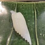 地魚料理・鮨 佐々木 - アオリイカ