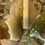 恵比寿屋 - 鶏もも肉がゴロリ