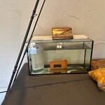 プレゼンテ スギ - 