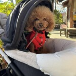 そば処 湧水 - 早く蕎麦が欲しいらしく渾身の可愛い顔ｗｗｗ