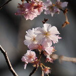 弘明寺丿貫 - 境内の桜