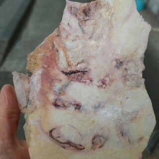 丸焼きたこせんべい_0