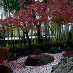 嵯峨野 - お店の庭