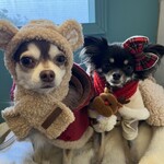 ジェラートとエスプレッソと - 