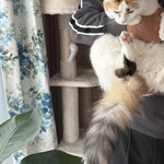 ケンちゃんラーメン - わが家のメインクーンのめいです♪ラーメン本店で食べてすぐ自宅に帰ってめいを抱くダンナ❤️