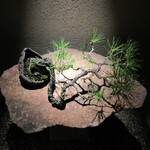 近松 - アプローチの盆栽