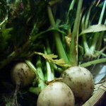 Bin Tan Yume Jima - カウンターに季節の採れたて無農薬ヤサイが並んでいます。