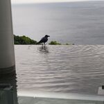ATAMI 海峯楼 - 食事中、カラスが来て