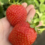 姫路ハートフル観光農園 - 