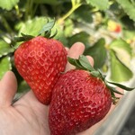 姫路ハートフル観光農園 - 