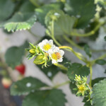 姫路ハートフル観光農園 - 