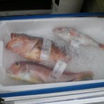 今夜の仕入れかしら。カサゴ、甘鯛うまそうだな～。