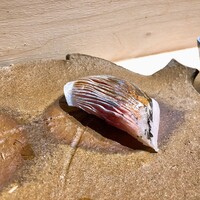 鮨 なかがわ - 