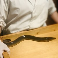 日本料理 梅林 - 愛知県三河一色産の養鰻のお披露目