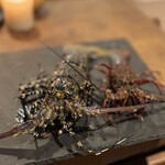 LAINE INAMURAGASAKI - 錦海老と並ぶ伊勢海老伊勢海老