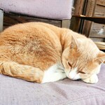 まめな食堂 - 看板猫さん