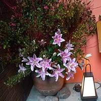 伊豆の旬 やんも 南青山店 - 迎え花