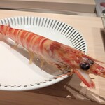 神田錦町 鮨たか晴 - 茹で立ての車海老