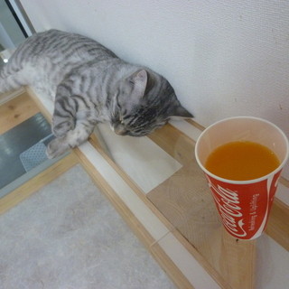 ハコブネコ 八王子店 Hako Bu Neco 八王子みなみ野 その他 食べログ