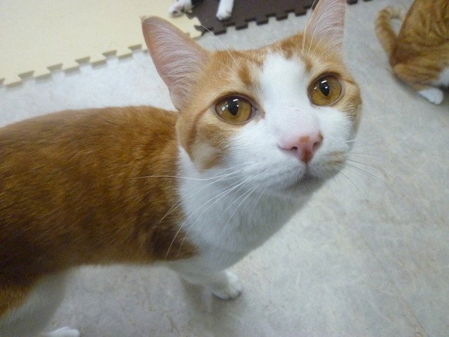 八王子みなみ野にある猫カフェ ハコブネコ さん 猫たちとまったりと過ごす休日 癒されました By なまらうまい ハコブネコ 八王子店 Hako Bu Neco 八王子みなみ野 その他 食べログ 八王子みなみ野にある猫カフェ ハコブネコ さん 猫たちとまったりと過ごす休日 癒されました By なまらうまい ハコブネコ 八王子店 Hako Bu Neco 八王子みなみ野 その他 食べログ