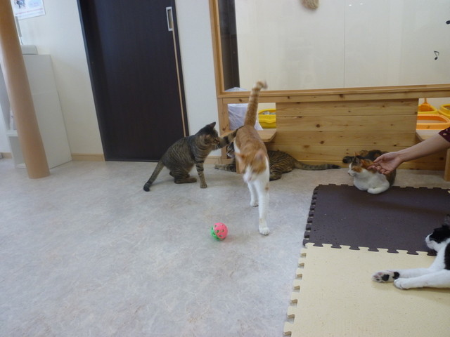 八王子みなみ野にある猫カフェ ハコブネコ さん 猫たちとまったりと過ごす休日 癒されました By なまらうまい ハコブネコ 八王子店 Hako Bu Neco 八王子みなみ野 その他 食べログ 八王子みなみ野にある猫カフェ ハコブネコ さん 猫たちとまったりと過ごす休日 癒されました By なまらうまい ハコブネコ 八王子店 Hako Bu Neco 八王子みなみ野 その他 食べログ