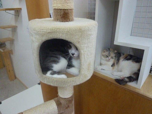 八王子みなみ野にある猫カフェ ハコブネコ さん 猫たちとまったりと過ごす休日 癒されました By なまらうまい ハコブネコ 八王子店 Hako Bu Neco 八王子みなみ野 その他 食べログ 八王子みなみ野にある猫カフェ ハコブネコ さん 猫たちとまったりと過ごす休日 癒されました By なまらうまい ハコブネコ 八王子店 Hako Bu Neco 八王子みなみ野 その他 食べログ