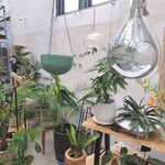 八丈島ボタニカル&カフェ DRACO - 